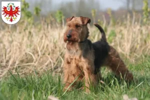 Mehr über den Artikel erfahren Welsh Terrier Züchter und Welpen in Tirol