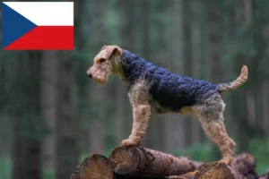 Mehr über den Artikel erfahren Welsh Terrier Züchter und Welpen in Tschechien