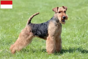 Mehr über den Artikel erfahren Welsh Terrier Züchter und Welpen in Wien