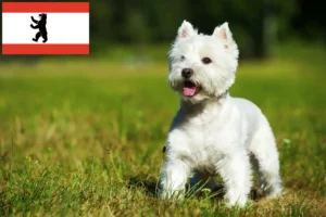 Mehr über den Artikel erfahren Westie Züchter und Welpen in Berlin