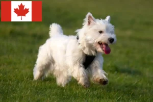 Mehr über den Artikel erfahren Westie Züchter und Welpen in Kanada