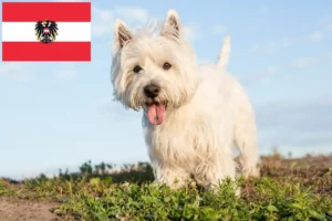 Mehr über den Artikel erfahren Westie Züchter und Welpen in Österreich