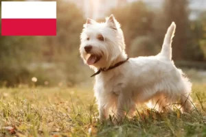 Mehr über den Artikel erfahren Westie Züchter und Welpen in Polen