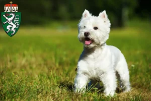 Mehr über den Artikel erfahren Westie Züchter und Welpen in der Steiermark