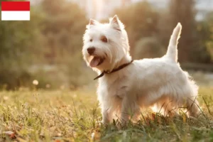 Mehr über den Artikel erfahren Westie Züchter und Welpen in Wien