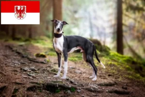 Mehr über den Artikel erfahren Whippet Züchter und Welpen in Brandenburg