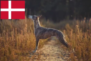 Mehr über den Artikel erfahren Whippet Züchter und Welpen in Dänemark