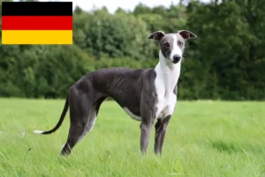 Mehr über den Artikel erfahren Whippet Züchter und Welpen in Deutschland