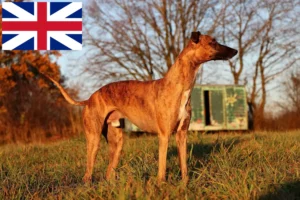 Mehr über den Artikel erfahren Whippet Züchter und Welpen in Großbritannien