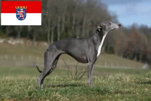 Mehr über den Artikel erfahren Whippet Züchter und Welpen in Hessen