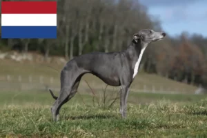 Mehr über den Artikel erfahren Whippet Züchter und Welpen in den Niederlanden