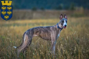 Mehr über den Artikel erfahren Whippet Züchter und Welpen in Niederösterreich