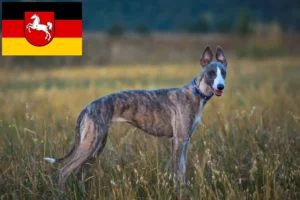 Mehr über den Artikel erfahren Whippet Züchter und Welpen in Niedersachsen