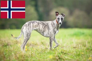 Mehr über den Artikel erfahren Whippet Züchter und Welpen in Norwegen