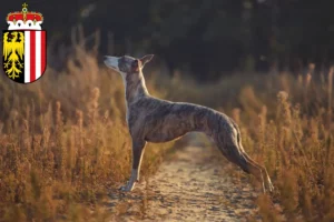 Mehr über den Artikel erfahren Whippet Züchter und Welpen in Oberösterreich