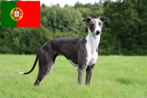 Mehr über den Artikel erfahren Whippet Züchter und Welpen in Portugal