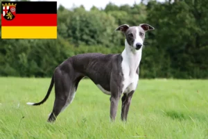 Mehr über den Artikel erfahren Whippet Züchter und Welpen in Rheinland-Pfalz