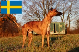 Mehr über den Artikel erfahren Whippet Züchter und Welpen in Schweden