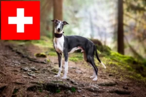 Mehr über den Artikel erfahren Whippet Züchter und Welpen in der Schweiz