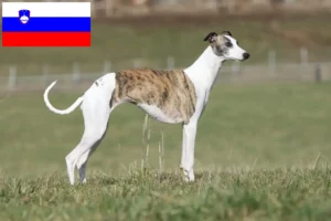 Mehr über den Artikel erfahren Whippet Züchter und Welpen in Slowenien