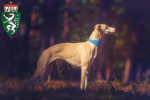 Mehr über den Artikel erfahren Whippet Züchter und Welpen in der Steiermark