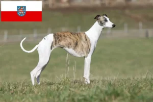 Mehr über den Artikel erfahren Whippet Züchter und Welpen in Thüringen