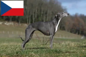 Mehr über den Artikel erfahren Whippet Züchter und Welpen in Tschechien