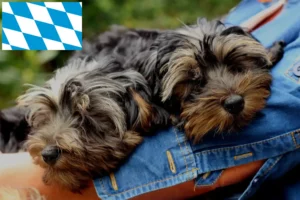 Mehr über den Artikel erfahren Yorkipoo Züchter und Welpen in Bayern