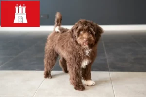 Mehr über den Artikel erfahren Yorkipoo Züchter und Welpen in Hamburg