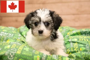 Mehr über den Artikel erfahren Yorkipoo Züchter und Welpen in Kanada