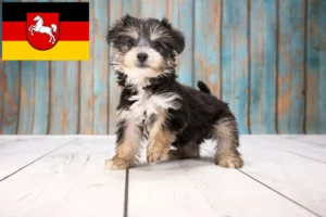 Mehr über den Artikel erfahren Yorkipoo Züchter und Welpen in Niedersachsen