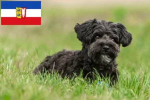 Mehr über den Artikel erfahren Yorkipoo Züchter und Welpen in Schleswig-Holstein