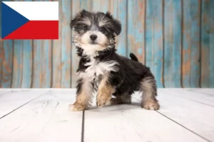 Mehr über den Artikel erfahren Yorkipoo Züchter und Welpen in Tschechien