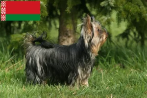 Mehr über den Artikel erfahren Yorkshire Terrier Züchter und Welpen in Belarus