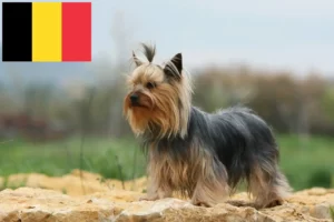 Mehr über den Artikel erfahren Yorkshire Terrier Züchter und Welpen in Belgien