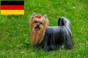 Mehr über den Artikel erfahren Yorkshire Terrier Züchter und Welpen in Deutschland