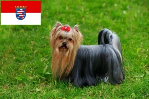 Mehr über den Artikel erfahren Yorkshire Terrier Züchter und Welpen in Hessen