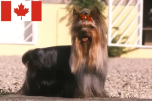 Mehr über den Artikel erfahren Yorkshire Terrier Züchter und Welpen in Kanada