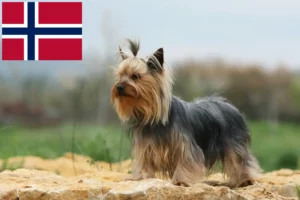 Mehr über den Artikel erfahren Yorkshire Terrier Züchter und Welpen in Norwegen