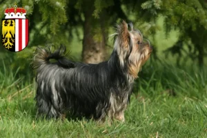 Mehr über den Artikel erfahren Yorkshire Terrier Züchter und Welpen in Oberösterreich