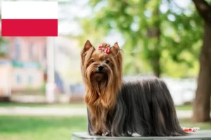 Mehr über den Artikel erfahren Yorkshire Terrier Züchter und Welpen in Polen