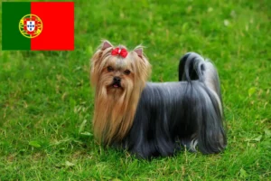 Mehr über den Artikel erfahren Yorkshire Terrier Züchter und Welpen in Portugal