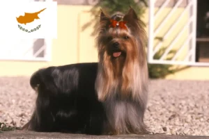 Mehr über den Artikel erfahren Yorkshire Terrier Züchter und Welpen auf Zypern