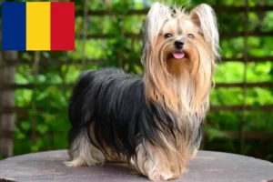 Mehr über den Artikel erfahren Yorkshire Terrier Züchter und Welpen in Rumänien