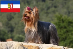 Mehr über den Artikel erfahren Yorkshire Terrier Züchter und Welpen in Schleswig-Holstein