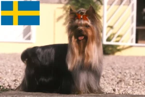 Mehr über den Artikel erfahren Yorkshire Terrier Züchter und Welpen in Schweden