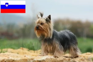 Mehr über den Artikel erfahren Yorkshire Terrier Züchter und Welpen in Slowenien