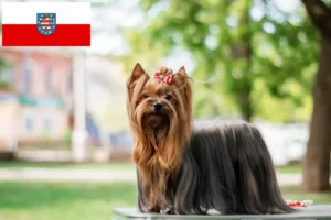 Mehr über den Artikel erfahren Yorkshire Terrier Züchter und Welpen in Thüringen