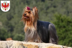 Mehr über den Artikel erfahren Yorkshire Terrier Züchter und Welpen in Tirol