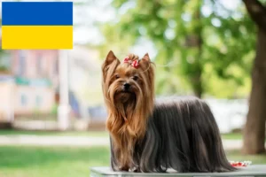 Mehr über den Artikel erfahren Yorkshire Terrier Züchter und Welpen in der Ukraine